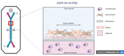 click/tap to enlarge this image... Emulate Chip S1 and cross-sectional schematic of the joint-on-a-chip model