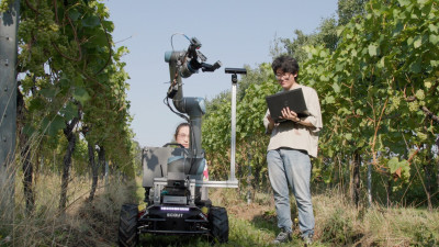 Researchers with a robotic grape-picker in the vineyard