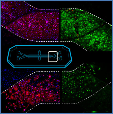 The project will create two advanced organ-on-a-chip systems