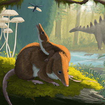 click/tap to enlarge this image... Krusatodon kirtlingtonesis artist impression by Maija Karala