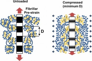 click/tap to enlarge this image... The study reveal the changes in collagen tensile strain during compression of cartilage associated with movement of water in the tissue.
